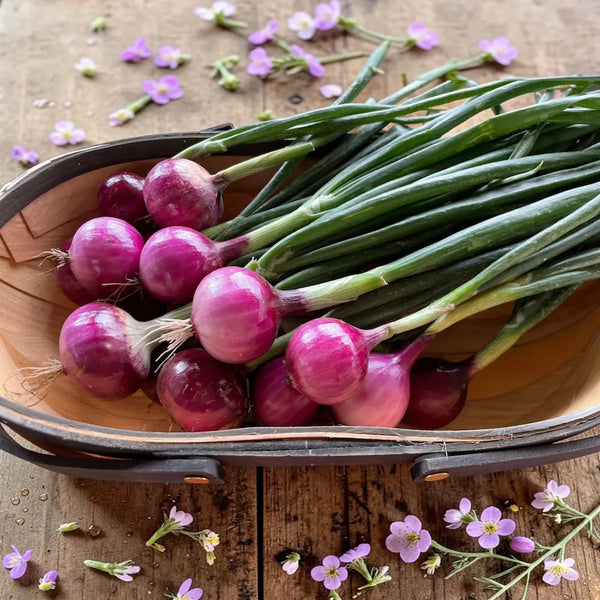 Purplette Mini Onion