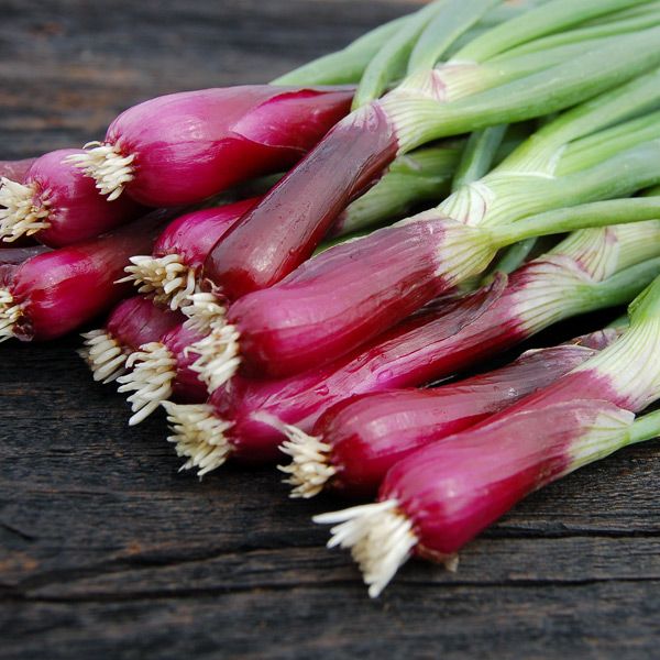 Red Bunching Onion