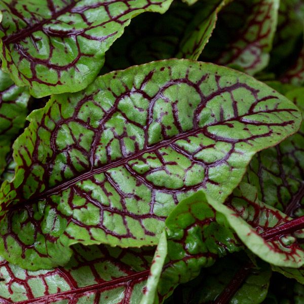 Ren Vein Sorrel
