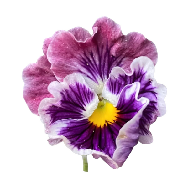 Rococo Frilled Mix F1 Viola x Wittrockiana