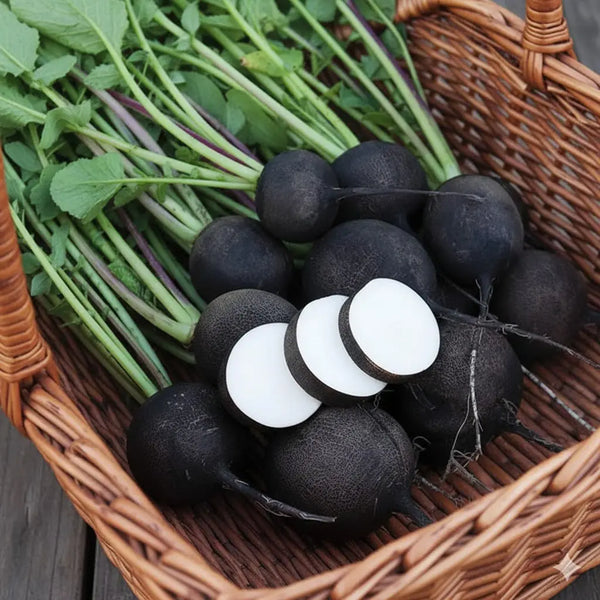 Round Black Spanish Radish