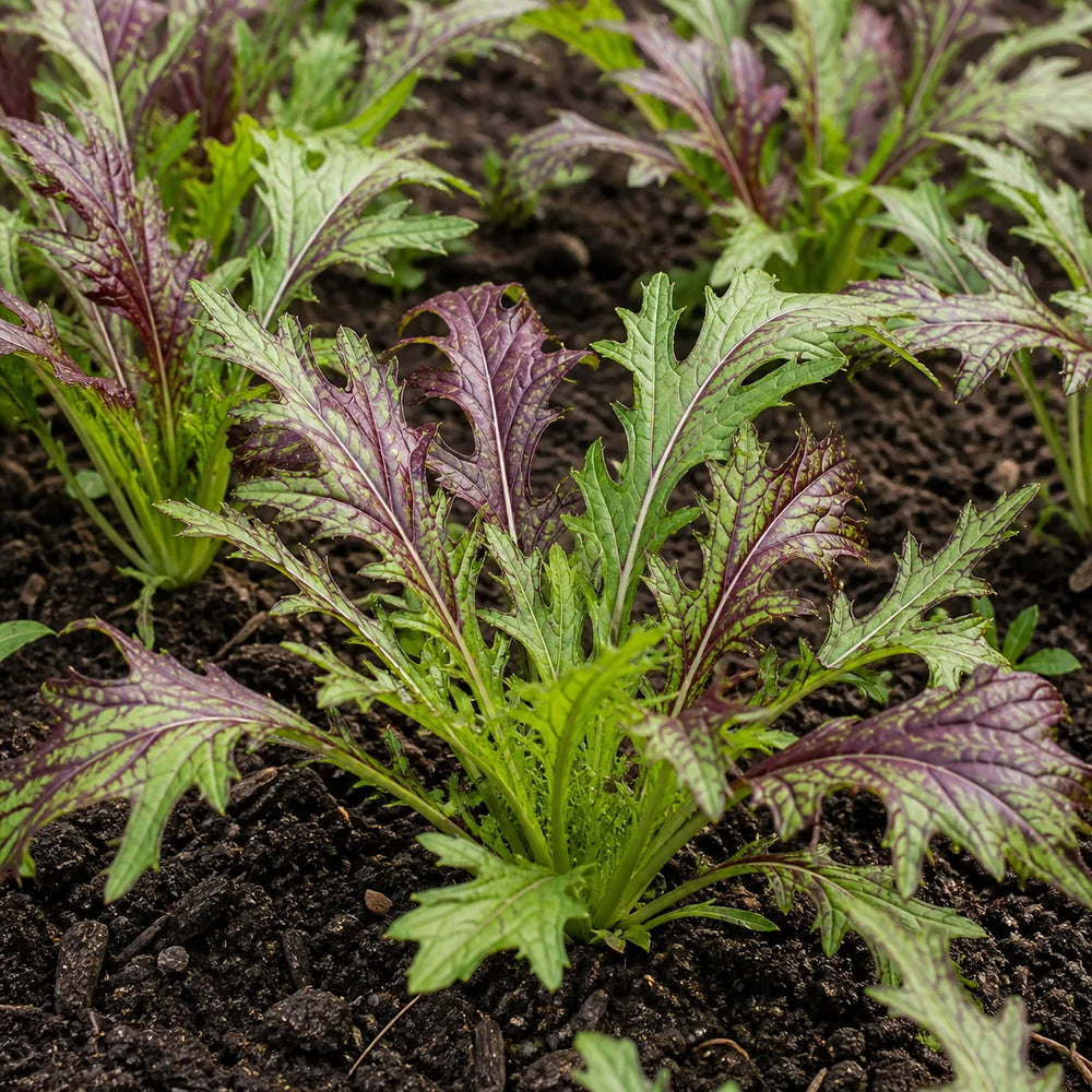Ruby Streaks mustard plants growing in soil with burgundy veined leaves