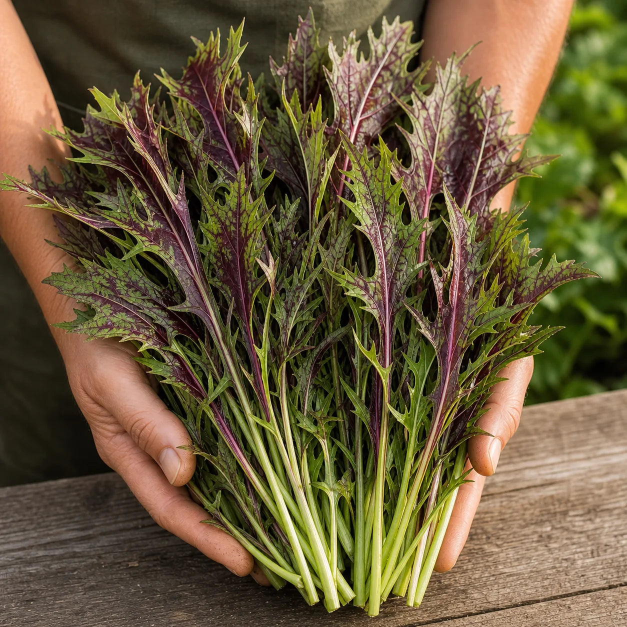 Freshly harvested Ruby Streaks mustard bunch with lacy red-green leaves
