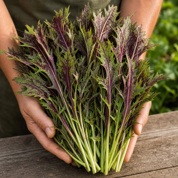 Freshly harvested Ruby Streaks mustard bunch with lacy red-green leaves