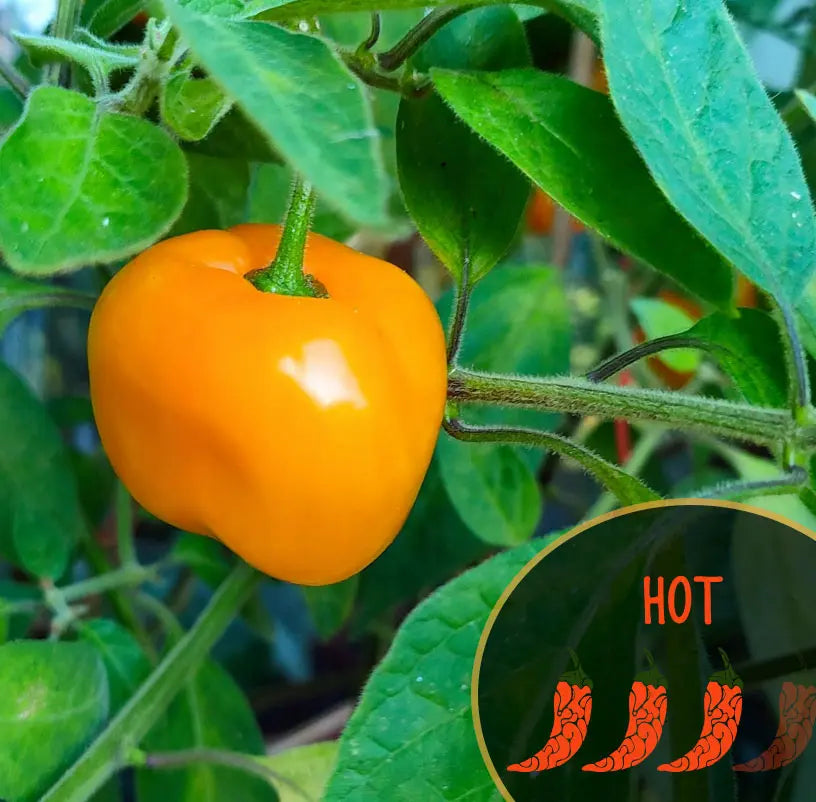 san-marzano-giant-yellow-rocoto-pepper-seeds-hero