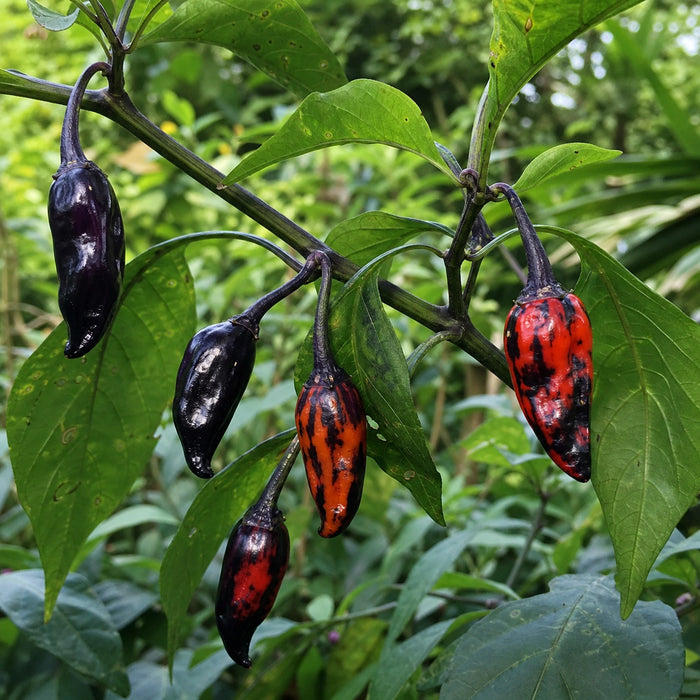 Scorpion Tongue Black pepper plant with purple black and striped ripe pods