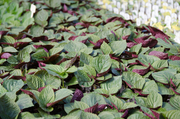 Red Shiso Britton