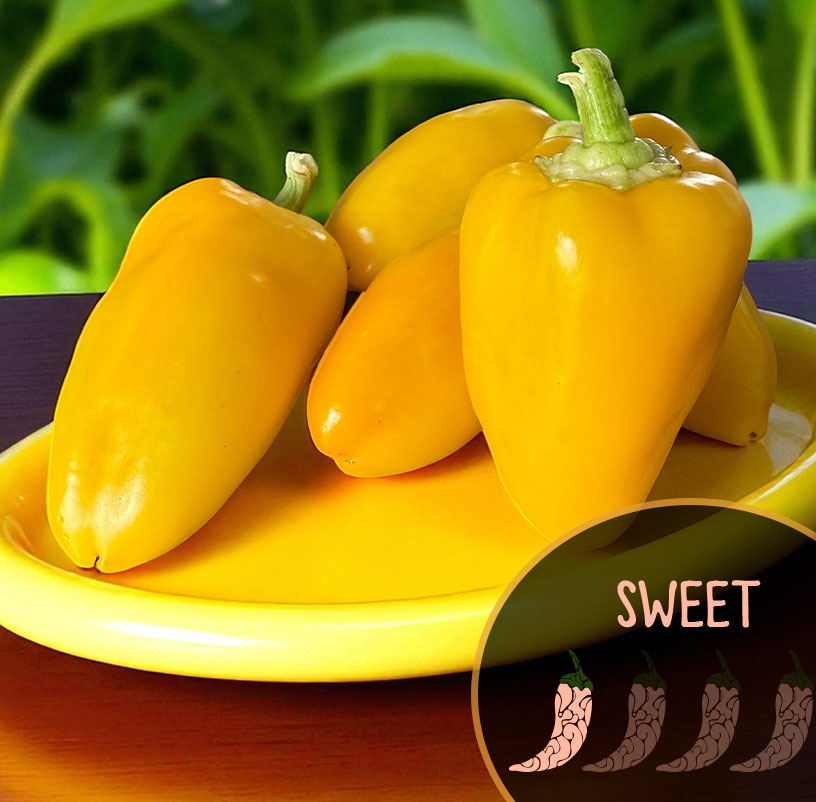 Yellow Snow Ball bell peppers on a yellow plate with a blurred green background