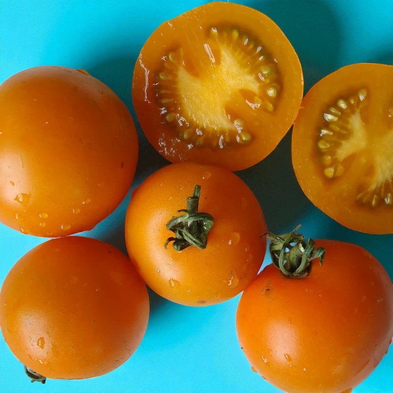 Orange sungella tomatoes, some whole and one halved, on a blue background