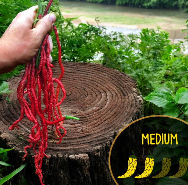 Red rope Thunder Mountain Longhorn peppers held by a hand on a wooden stump with greenery in the background
