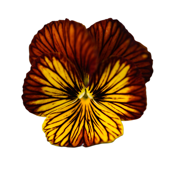 Tiger Eye Red Viola
