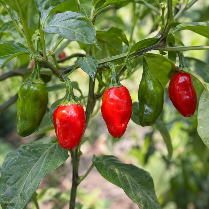 Trinidad Smooth Pepper — plant and ripening pods (AI-generated illustration)