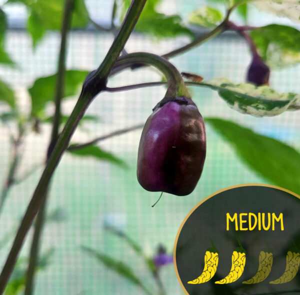 Venezuelan Purple Variegated Pepper Seeds Canada