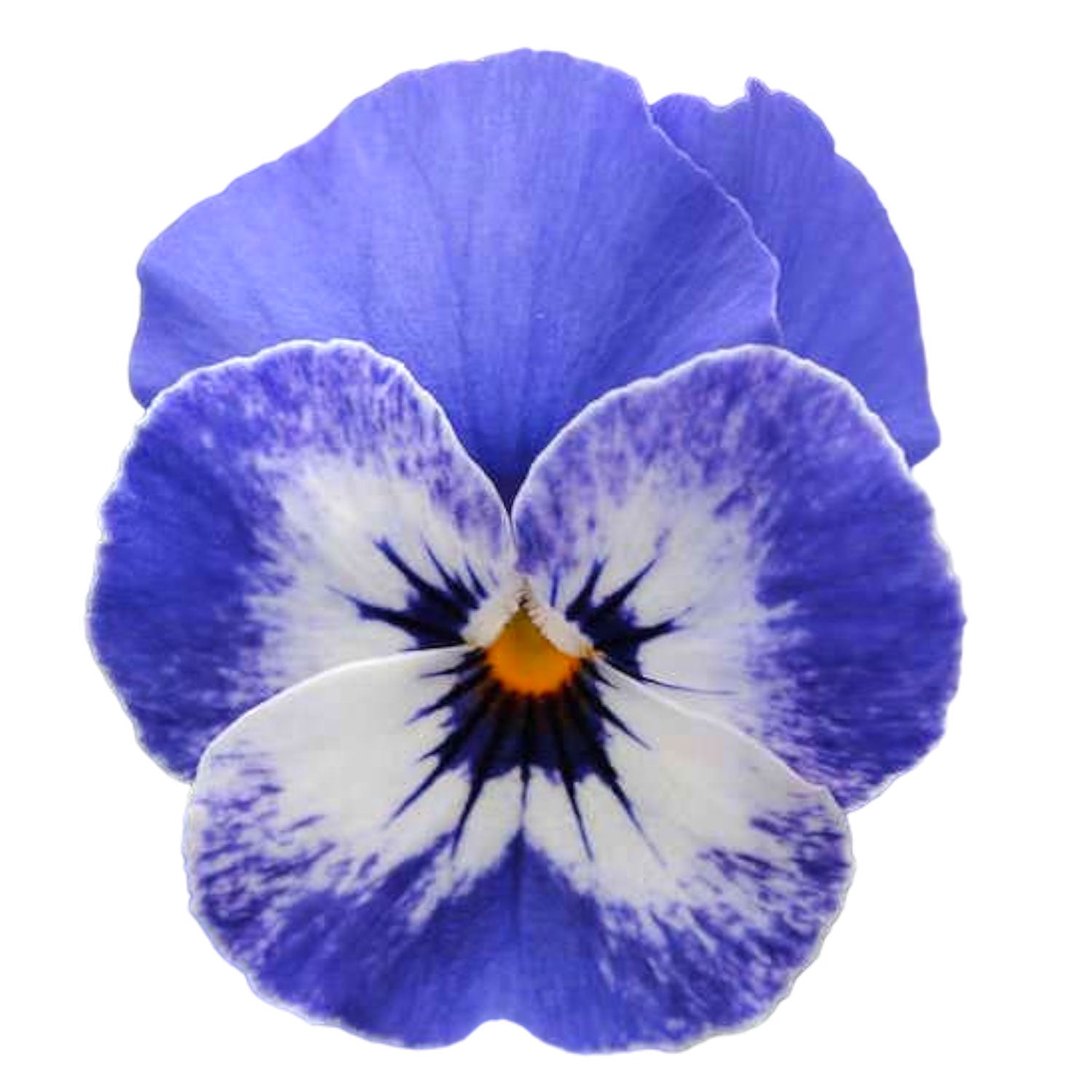 Edible Flower Garnish Pack seed bundle with violas borage calendula and nasturtium