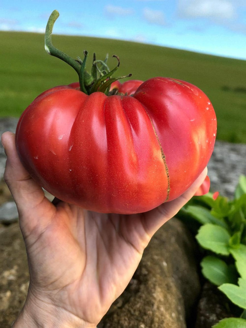 Hand holding a large red Watermelon Beefsteak tomato with a field in the background