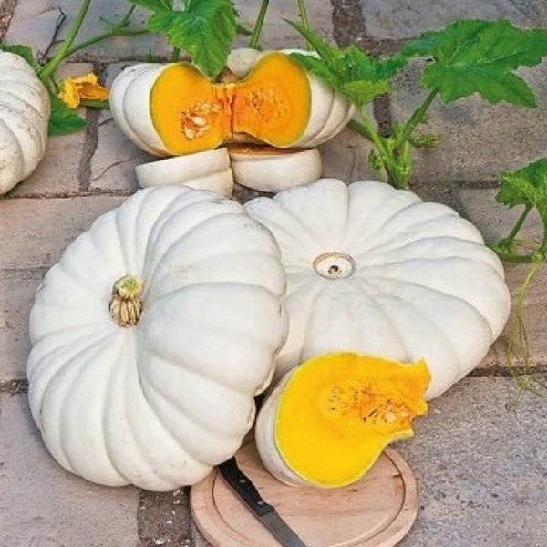 White Flat Boer Ford Pumpkin