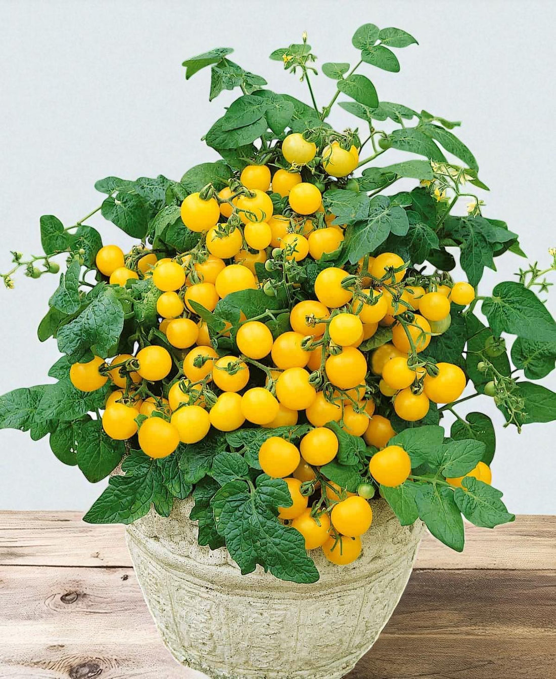 Yellow Canary Micro Dwarf Tomato seeds for indoor gardening in Canada - Casa Verde