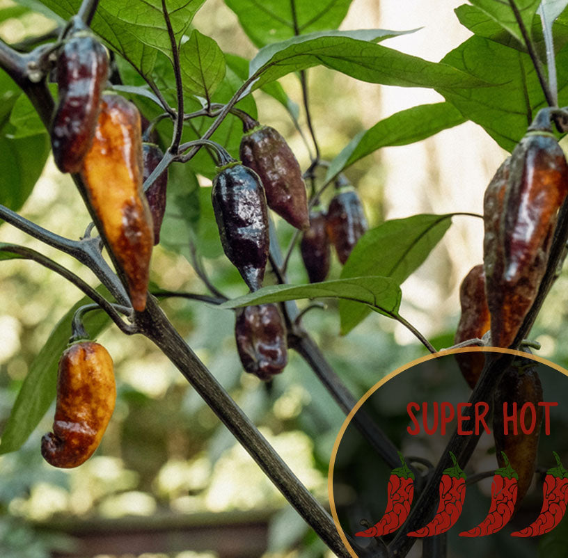 Yellow Tiger Superhot chili peppers on a plant with 'Super Hot' label inset
